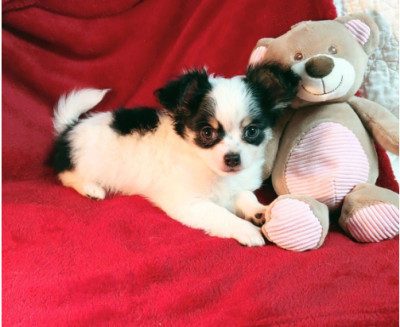 males and females  Chihuahua puppies