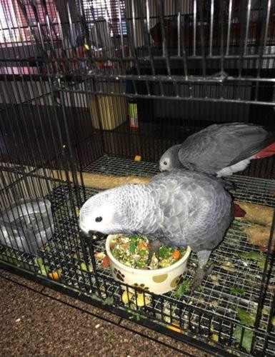 Lovely African Gray Parrots for sale