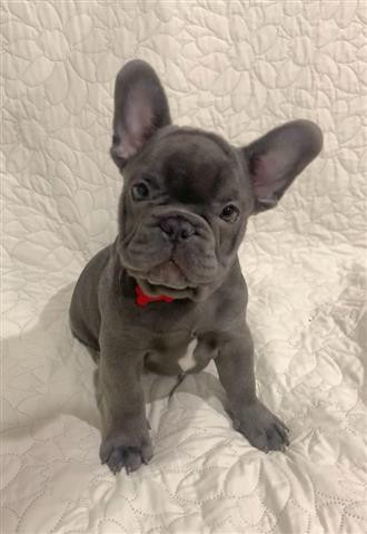 Adorable French Bulldog puppies  Blue🐶 