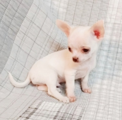 Stunning Chihuahua Puppies  For Sale