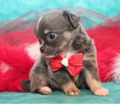 Chihuahua Puppies available