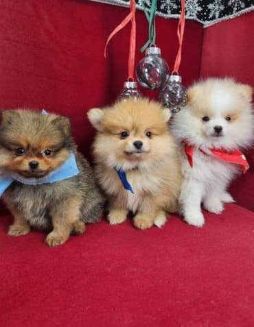 Super cute Pomeranian puppies 