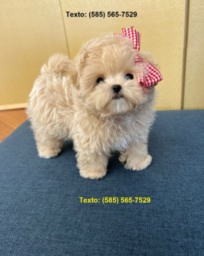 Teacup Maltipoo Puppies Available