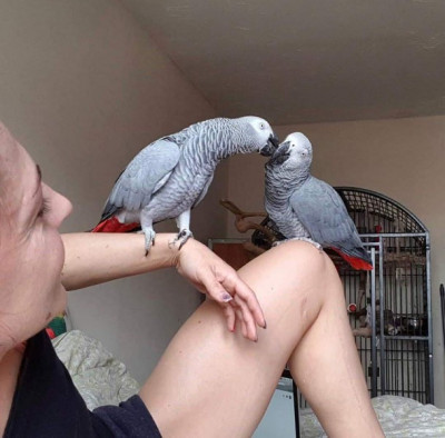 Super sweet bonded paired African Greys super tame