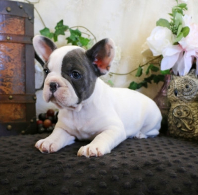 Beautiful little French Bulldog puppies 