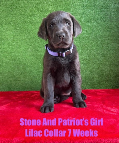 AKC Female Charcoal Lab Puppies