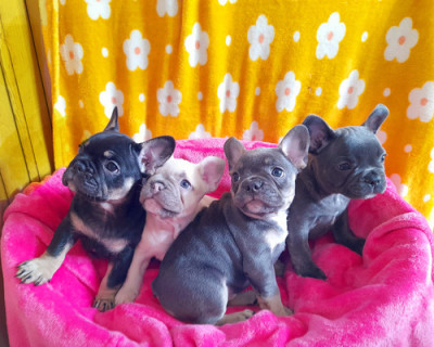 Healthy French Bulldog Puppies for Sale