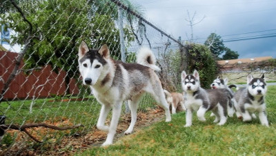 Talented Siberian husky Puppies to give out...