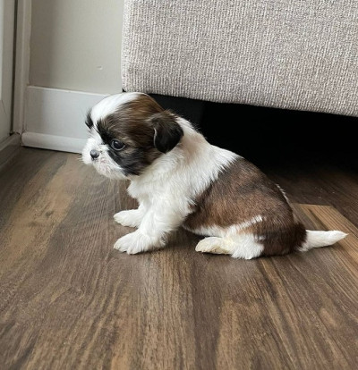   Available Shih Tzu puppies 