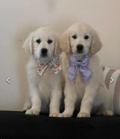 Cute Golden Retriever puppies for rehoming