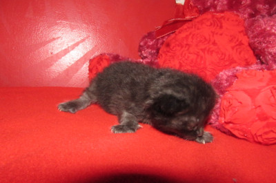 Ragdoll kittens for sale
