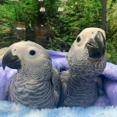 Colorful, playful African grey parrots for sale.