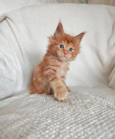 Beautiful Maine Coon Kittens For Sale