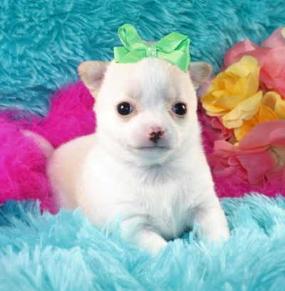 chihuahua puppies  looking new loving home.