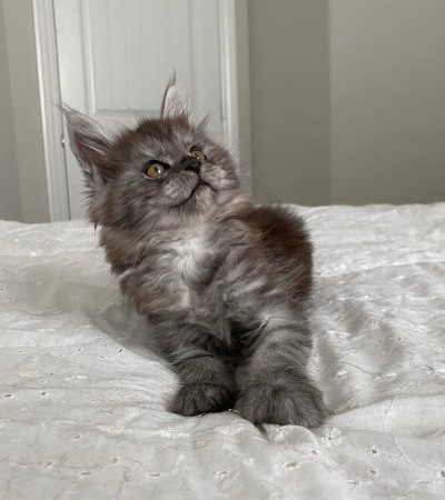 Adorable mainecoon kittens for adoption 