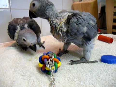 Active TalkiNG African Grey Parrots 