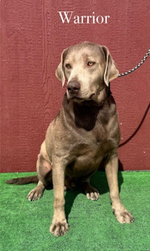 AKC Male Silver Lab Warrior