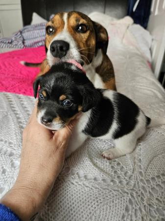 Jack Russell puppies adorable lovely markings