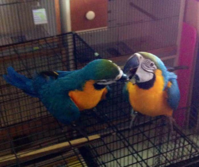 congo_african_grey_and_macaw_parrots_for-1494513908-325-e.jpg