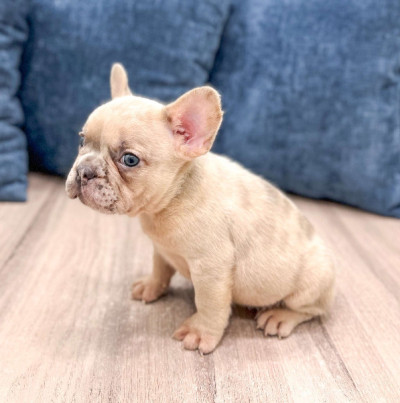 Male And Female French Bulldog Puppies Available