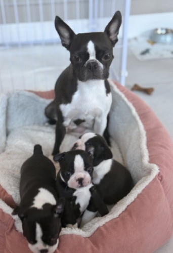 Boston terrier puppies for adoption. 