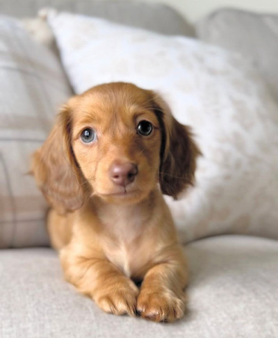 Trained Mini Dachshund puppies