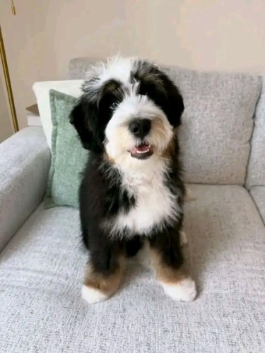 Bernedoodle For Adoption And Rehoming 
