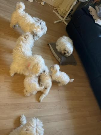 Pure Maltese healthy Puppy’s males