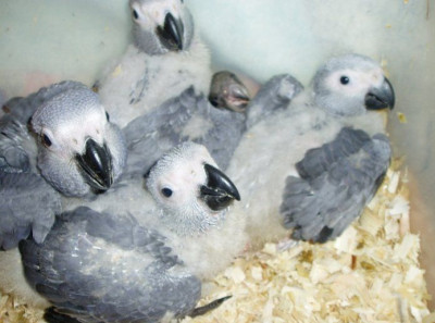 male and female African grey parrots