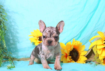 Home Raised English Bulldog Puppies Available 