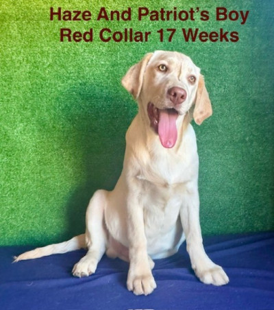 AKC Male Yellow Lab Pup