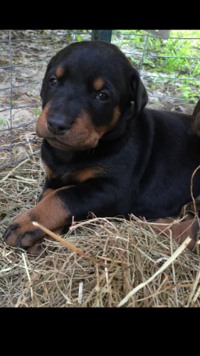 Doberman Puppies for sale 