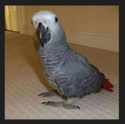 Talking Parrots for Sale - Healthy &amp; Trained