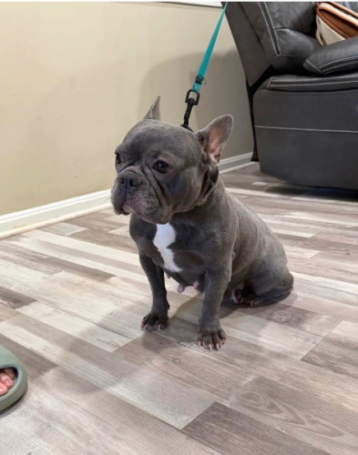 Loving 4-Year-Old French Bulldog – Raven – VA
