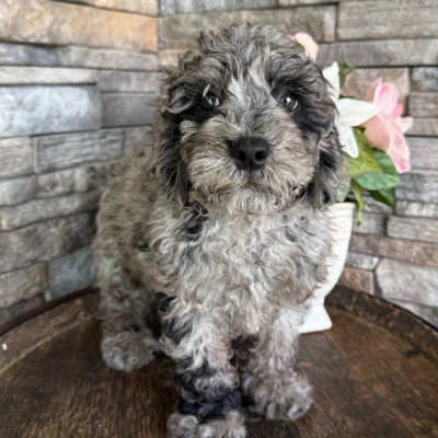 Goldendoodle Puppies – Fluffy, Friendly &amp; Ready Nw