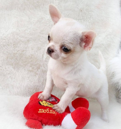 Purebred Chihuahua Pup