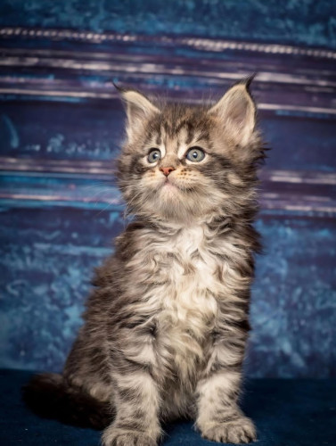 Adorable mainecoon kittens for adoption 