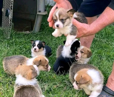 Beautiful Pembroke Welsh Corgi Puppies Available 