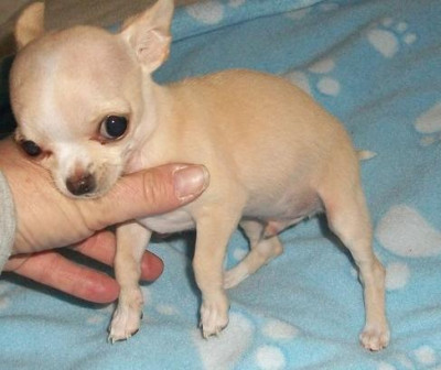 Cute Teacup Chihuahua Puppies