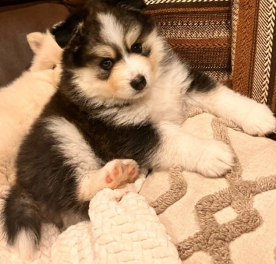 Pomsky teddy Lovely Friendly Family Puppies