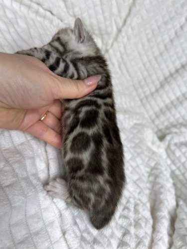 beautiful  Bengal kittens