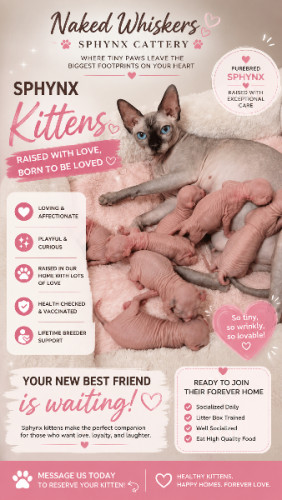  affectionate Sphynx kittens