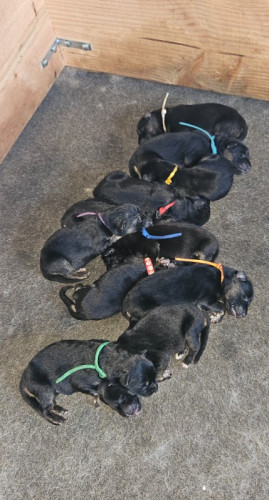 German Shepherd puppies 