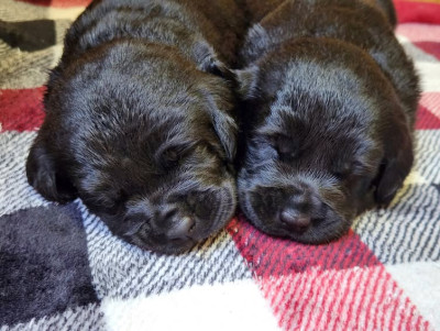 AKC Master Hunter Bloodline Lab Puppies!
