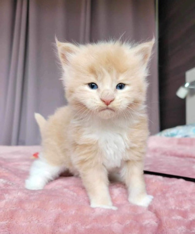 Adorable Maine Coon Kitten for Sale – Your Perfect