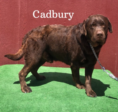 AKC Male Chocolate English Lab Cadbury