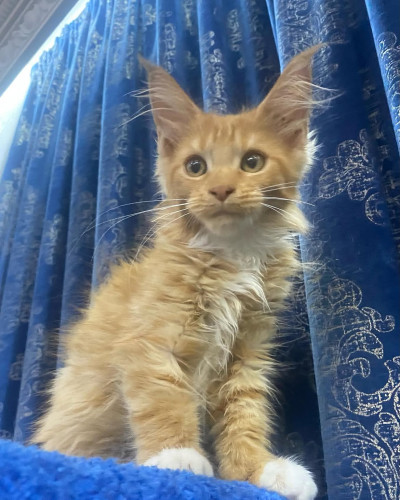 Adorable mainecoon kittens for adoption 