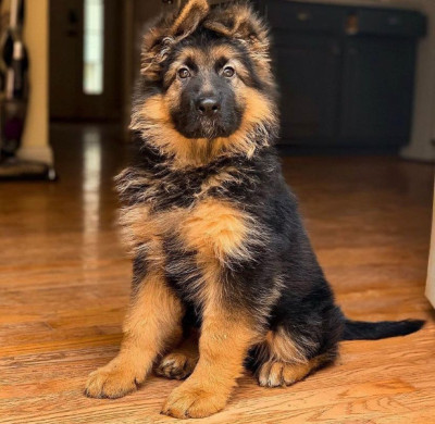  New litter of German Shepherd puppies 