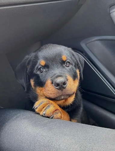 Rottweiler Puppies available for sale