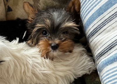 CKC Hotkshire Terrier